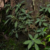 <i>Dorstenia indica</i>  Wight